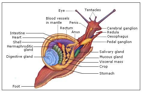 Snail Anatomy Mollusca Phylum, Snail Anatomy, Bone Anatomy, Pet Snails, Med Vet, Bugs Life, Basic Anatomy And Physiology, Salivary Gland, Natural Science