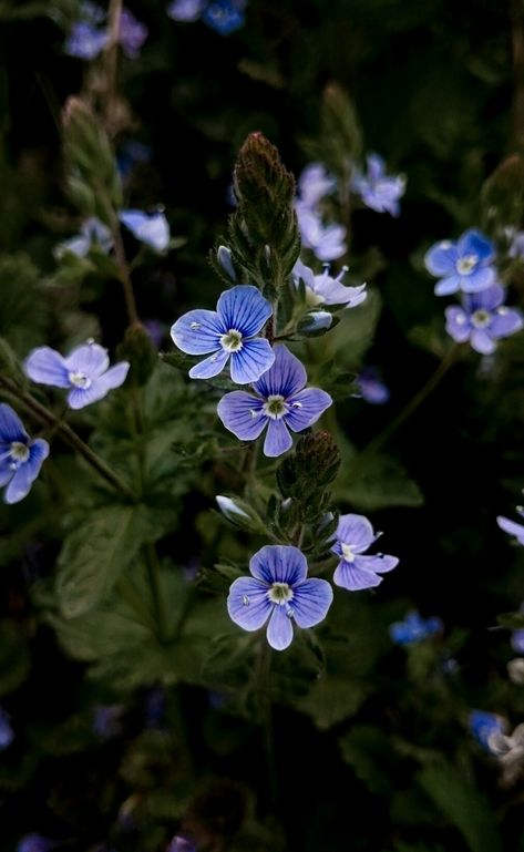 Powerless Phone Wallpaper, Powerless Wallpaper, Book With Flowers Aesthetic Wallpaper, Queen Of The Night Flower Aesthetic, Powerless Lauren Roberts Wallpaper, Midnight Poppy Land Poppy, Blue Flowers And Books Aesthetic, Lauren Roberts, Book Background