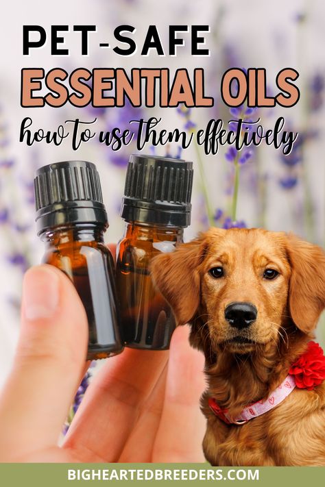 Are you using essential oils safely with your pets? Learn which essential oils are best for promoting holistic pet health and which ones can be dangerous. Avoid toxic essential oils like wintergreen and tea tree, and focus on safe essential oils that help your pets thrive. This guide shows how to properly diffuse essential oils, provides tips on essential oil safety, and explains the health benefits of using the right oils for your dogs and cats. Essential Oils For Dogs, Pet Safe Essential Oils To Diffuse, Essential Oils Safe For Dogs, Essential Oils Not Safe For Dogs, Dog Safe Essential Oils, Homemade Dog Food Vet Approved, Essential Oils To Avoid With Dogs, Essential Oils Safe For Dogs And Cats, Toxic Foods For Dogs