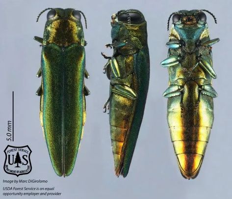 Quarantines Remain Key Part of Emerald Ash Borer Control, Study Finds Forest Bugs, Ash Tree, Management Strategies, Forest Service, Woodland Creatures, Bugs, North America, Insects, Ash