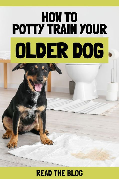 Potty training older dogs Potty Train Dog, Training Older Dogs, Puppy Training Biting, Train Dog, Mohammad Ali, House Training Puppies, Crate Training Puppy, Train A Dog, How To Potty Train