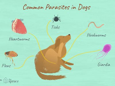 Parasite Pictures, Tapeworms In Dogs, Worms In Dogs, Intestinal Parasites, Vet School, Veterinary Technician, Dog Wash, Dog Health Care, Dog Safety