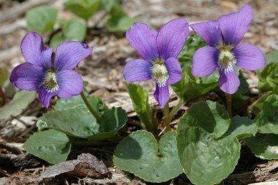 Growing Violets, Violets Flowers, Wild Violets, Flower Garden Plans, Violet Plant, Garden Growing, Violet Flowers, Sweet Violets, Violet Flower