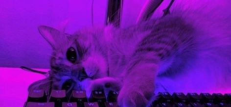 Purple Aesthetic Twitter Banner, Purple Discord Header, Purple Banner 1024 X 576, Twt Header Purple, Twitter Header Photos Purple, Twitter Header Purple Aesthetic, Purple Banners Discord, Purple Banner Twitter, Purple Tumblr Header