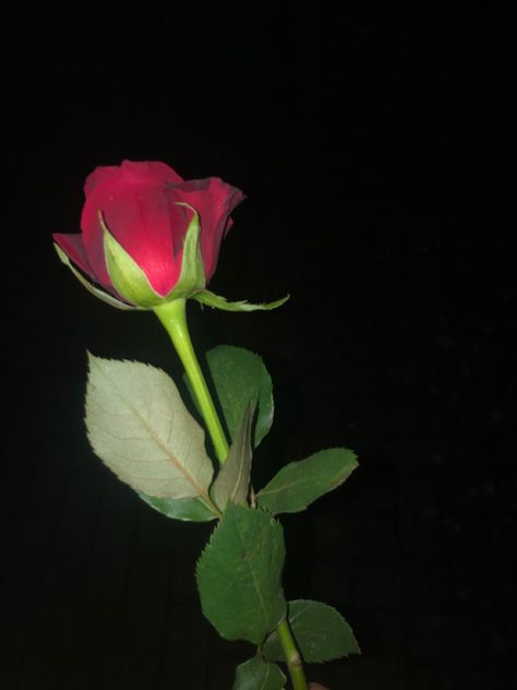 Flowers Snapchat, Fake Roses Snap, Rosen Snap, Roses Snapchat Stories, Red Roses Snapchat Story, Rose Flower Real Pic, Rosé Snapchat, Rose In Car Snapchat, Rose In Hand