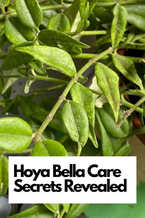 Dive into the world of Hoya Bella care as we unveil expert insights into its light requirements, watering techniques, and soil preferences. Discover the art of propagation, learn to troubleshoot common issues, and explore creative ways to display and showcase the delicate beauty of your Hoya Bella. IG Photo by: diario.di.una.brutta.persona Hoya Bella, Secrets Revealed, Plant Care, Get Ready, Soil, Persona, The Secret, Plants