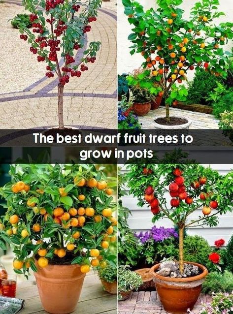 A list of the important Miniature Fruit Trees in a limited space is as follows:  Dwarf apples tree is a sort of resilient and tough tree type that can bare freezing temperature of 45 degrees or less. Miniature Fruit Trees, Miniature Fruit, Growing Fruit Trees, Have Inspiration, Potted Trees, Growing Fruit, Fruit Garden, Container Garden, Veggie Garden