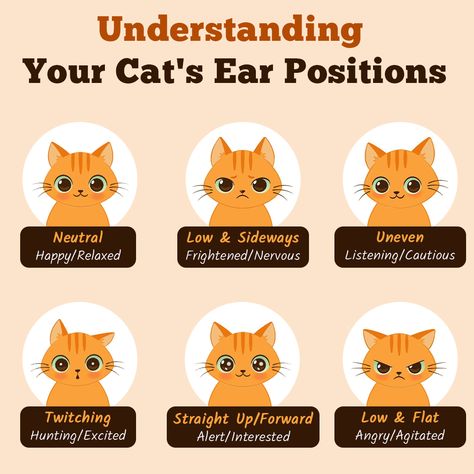 #catcare #felinebehavior #catbodylanguage #petcommunication #catlovers #catparenting #pettips #happycats #cathealth Cat Ear Meaning, Cat Ears Meaning, Cat Knowledge, Describing Words, Cat Tips, Animal Babies, Diy Cat Toys, Cat Info, Cat Hacks