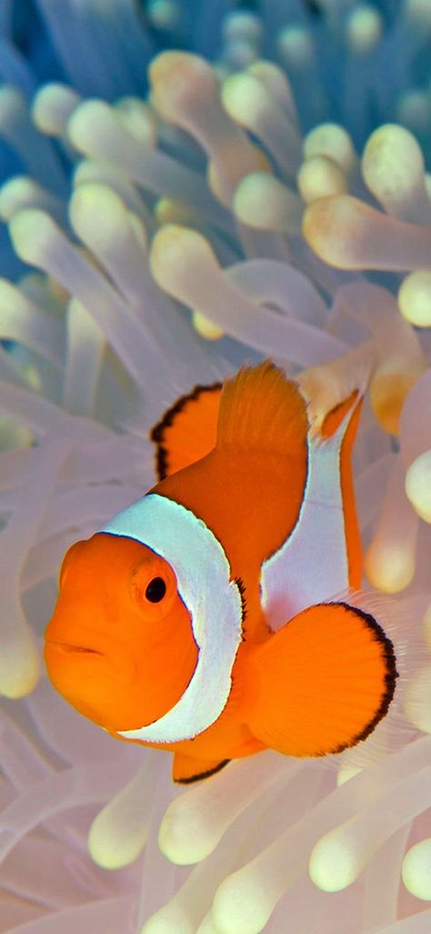 Clownfish Wallpaper, First Iphone, Clownfish, Ios 16, Clown Fish, Wallpaper Downloads, Fish Pet, Iphone Wallpaper, Ios