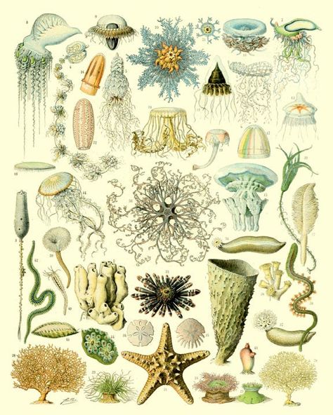 Marine Biology Print, Bathroom Decor Poster, Oceanography Print, Science Illustration, Marine Biology, Bathroom Decor https://etsy.me/2Zp5cnC #unframed #vertical #bathroomprint #bathroomart #bathroomwallart #vintagemarinedecor #marinebiology #scienceillustration #ocean Antique Bird Illustration, Biology Poster, Marine Decor, Print Bathroom, Biology Art, Science Illustration, Bathroom Diy, Fish Illustration, Bathroom Design Decor