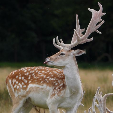 Deer With Antlers, Deer Photography, Deer Wallpaper, Deer Pictures, Lily Potter, Nature Projects, Fallow Deer, Forest Creatures, Pretty Animals