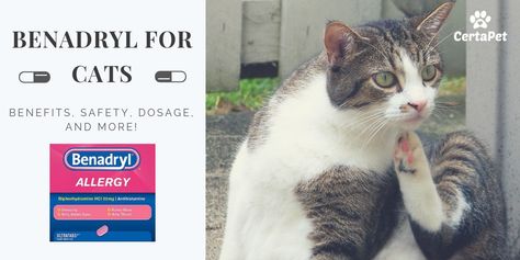 Benadryl for Cats: Benefits, Safety, Dosage and More! | CertaPet Benadryl For Cats, Cold Or Allergies, Oils For Dogs, Older Cats, Emotional Support Animal, Animal Letters, Itchy Skin, Emotional Support, For Cats