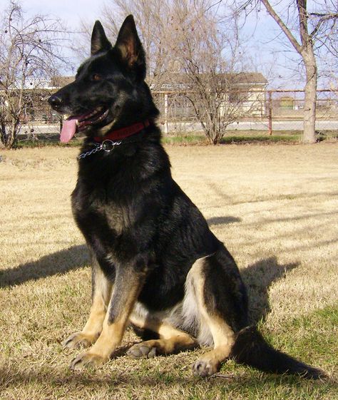 GSD-Pheebs Baby German Shepherds, Wolf Shepherd, Herding Dogs Breeds, German Shepherd Husky, German Sheperd Dogs, Best Dogs For Families, German Shep, Black German Shepherd, Wolf Pictures