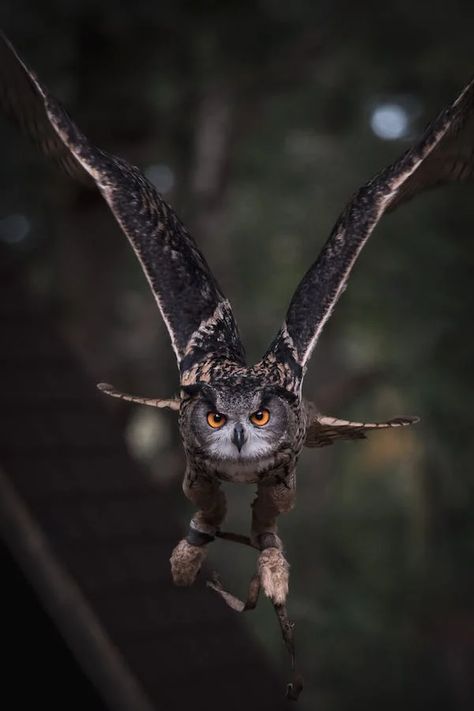 Brown and Black Owl Staring · Free Stock Photo Eurasian Eagle Owl, Nocturnal Birds, Eagle Owl, Black Owl, Owl Photos, Owl Pictures, Gray Owl, Beautiful Owl, Great Horned Owl