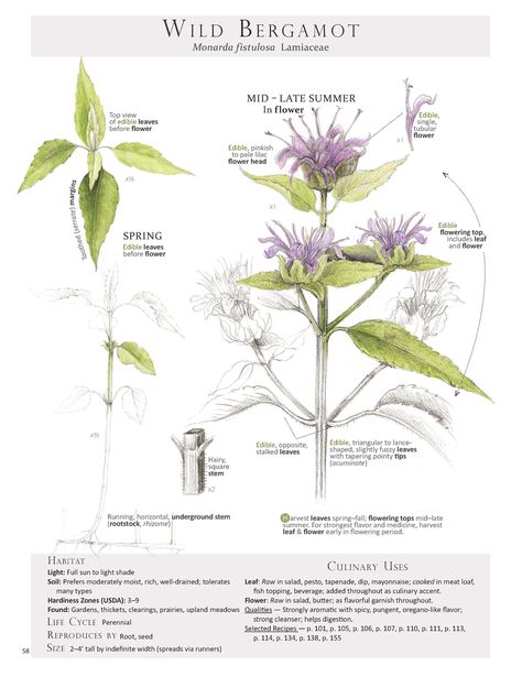 Bergamot Plant, Oregano Flowers, Wild Bergamot, Wild Foraging, Edible Wild Plants, Magia Das Ervas, Healing Plants, Wild Edibles, Plant Identification