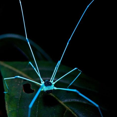 reminder that spiders enter your home to protect you 🕷️ Harvestman Spider, Cool Spiders, Sea Spider, Weird Insects, Spider Species, Creepy Animals, Bat Species, Cool Insects, Cool Bugs