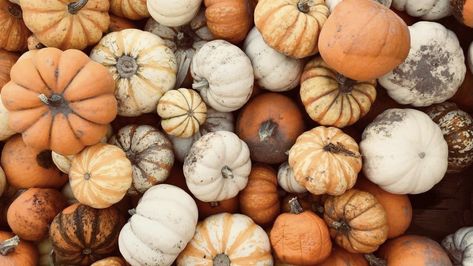 Pumpkin Photography, Pumpkin Wallpaper, Autumn Scenes, Iphone App Design, Halloween Aesthetic, Fall Pictures, Fall Wallpaper, Fall Vibes, Fall Recipes