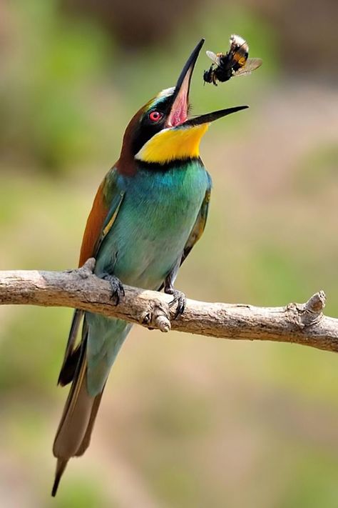 Bird Repellents, Bird Quotes, Bee Eater, Colorful Bird, Bird Pictures, Exotic Birds, Bird Drawings, Pretty Birds, For The Birds