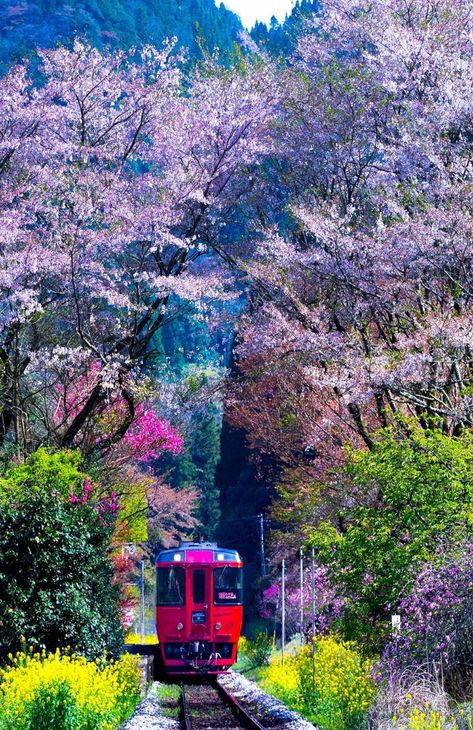 Oita,Japan Train Art, Oita, Spring Resort, Wonderful Picture, Nature Images, Nature Beautiful, Beautiful Places To Visit, Mykonos, Japan Travel