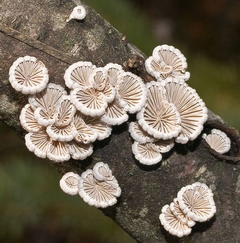 Schizophyllum by Doug Waylett Like the curled edges! Schizophyllum Commune, Lichen Moss, Mushroom Pictures, Slime Mould, Psy Art, Mushroom Fungi, Mushroom Art, Wild Mushrooms, Ring Ideas