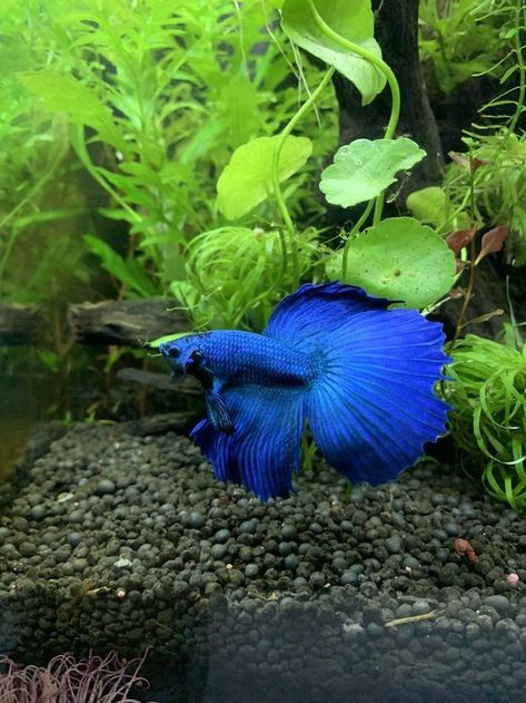 Blue Betta Fish Aesthetic, Blue Beta Fish, Blue Betta Fish, Betta Fish Blue, Fish Tank Terrarium, Beta Fish, Inspiration Painting, Kawaii Animals, Art Inspiration Painting