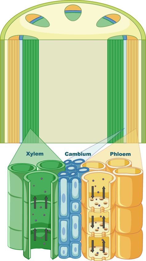 Photosynthesis Activities, Anaerobic Respiration, Biology Plants, Plant Biology, Bio Notes, Plants Vector, Plant Physiology, Plants Illustration, Biology Classroom