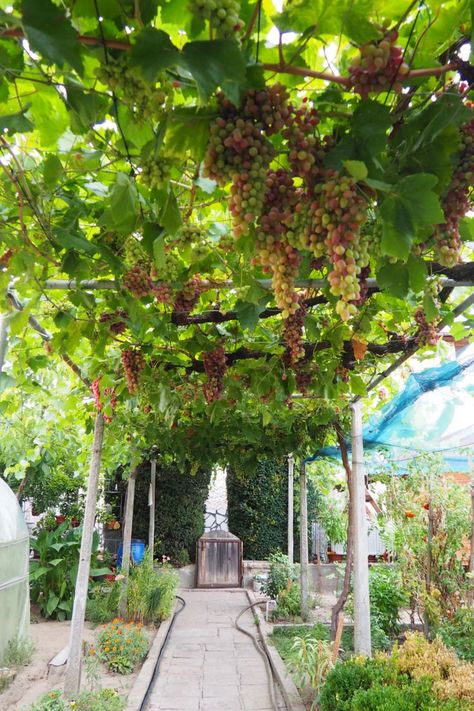 grapes, grape vines, summer garden, grape leaves, garden pathway, garden walkway, trellis, garden structure Farm To Table, Growing Fruit, Table Dining, Courtyard Garden, Slow Living, Summer Garden, Summer Aesthetic, Fruits And Vegetables, Secret Garden