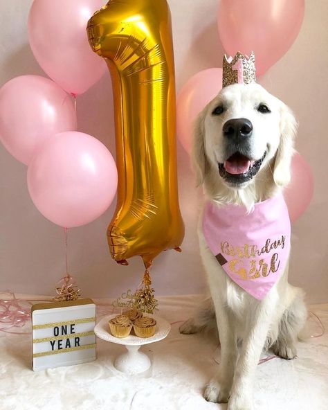 Dog Birthday Photoshoot, Dog Birthday Pictures, Dog 1st Birthday, Dog First Birthday, Puppy Birthday Parties, Golden Retriever Mix, Dog Birthday Cake, Dog Photoshoot, Puppy Birthday