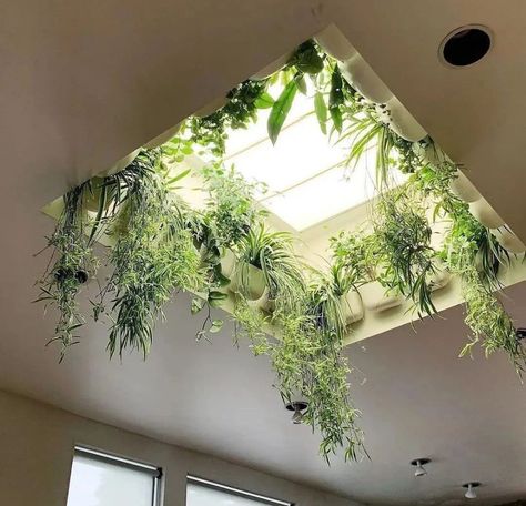 “Mini skylight garden 🌿” نباتات منزلية, House Plants Decor, Room With Plants, House Goals, Dream Rooms, Dream House Decor, Dream Home Design, Decoration Design, 인테리어 디자인