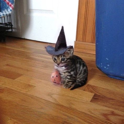 Cat In Witch Hat, Cat References, Witch Cat, A Witch, Memorable Moments, Witch Hat, So Excited, Ariana Grande, New Era