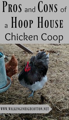 Hoop House Chicken Coop, Hoop House Chickens, Hoop Coop, Old Greenhouse, House Chicken Coop, Livestock Shelter, House Chicken, Greenhouse Frame, Best Egg Laying Chickens