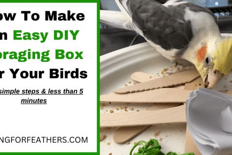 7 Easy-To-Make DIY Paper Toys For Cockatiels - CaringForFeathers Diy Paper Toys, Seed Box, Homemade Toys, Pet Bird, Puzzle Toys, Small Birds, Paper Toys, Old Toys, Best Location