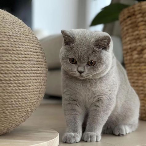 Grey British Shorthair, British Blue Cat, Cat Phone Wallpaper, British Shorthair Kittens, British Shorthair Cats, Orange Cats, Baby Kittens, British Shorthair, Cute Cats And Kittens