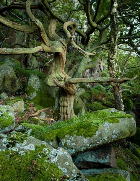 workman's tumblr - creepypurpleelves: Twisted Oak by James Mills Weird Trees, Wow Photo, Moss Covered, Old Tree, Old Trees, Unique Trees, Nature Tree, Tree Forest, Oak Tree