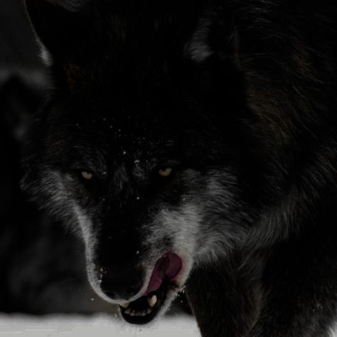 Wolf Aesthetic Dark, Wolf Icon Aesthetic, Shifter Aesthetic, Black Wolf Aesthetic, Werewolf Man, Aggressive Wolf, Wolf Core, Hybrid Aesthetic, Wolf Pfp