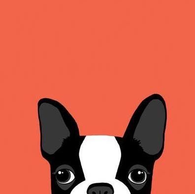 French Bulldog Wallpaper, Boston Terrier Illustration, French Bulldog Cartoon, Blue French Bulldog Puppies, Bulldog Wallpaper, French Bulldog Painting, Boston Terrier Art, French Bulldog Facts, French Bulldog Art