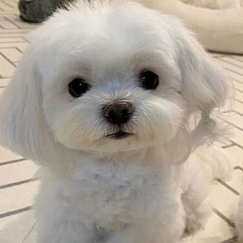 White Shitzu Puppy, White Shitzu, Cane Maltese, White Maltese Puppy, Maltese Puppy Cut, Maltipoo Haircuts, Shitzu Dogs, Shitzu Puppies, Very Cute Puppies