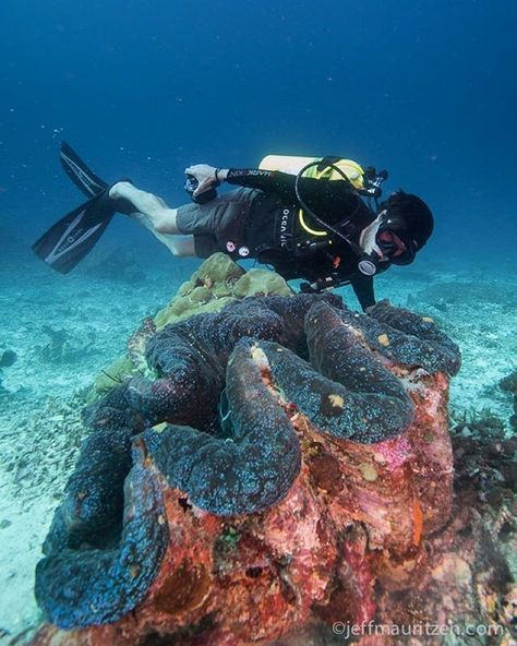 Giant clam is a clear understatement here. National Geographic Orion's dive master @livingcookiesdream swims next to this 4' behemoth in the underwater paradise of #RajaAmpat. Currently wrapping up an assignment with #NGExpeditions in #Indonesia. Photo by @jeffmauritzen. Giant Clam, Molluscs, Big Animals, South Pacific, Underwater World, Photography Photos, Marine Life, Sea Life, National Geographic