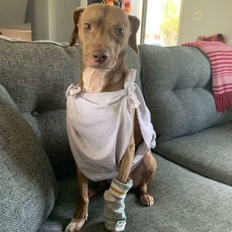 Harry Potter Dog Costume, Interesting Costumes, Harry Potter Dog, Dog Costumes Funny, Dobby Harry Potter, Halloween Coustumes, Diy Dog Costumes, Scary Dogs, Pet Halloween Costumes