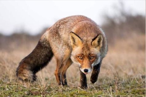 Fox Walking, Angry Fox, Fox Pictures, Watercolor Projects, Cute Fox, Red Fox, Photo Reference, Photo Canvas, Drawing People