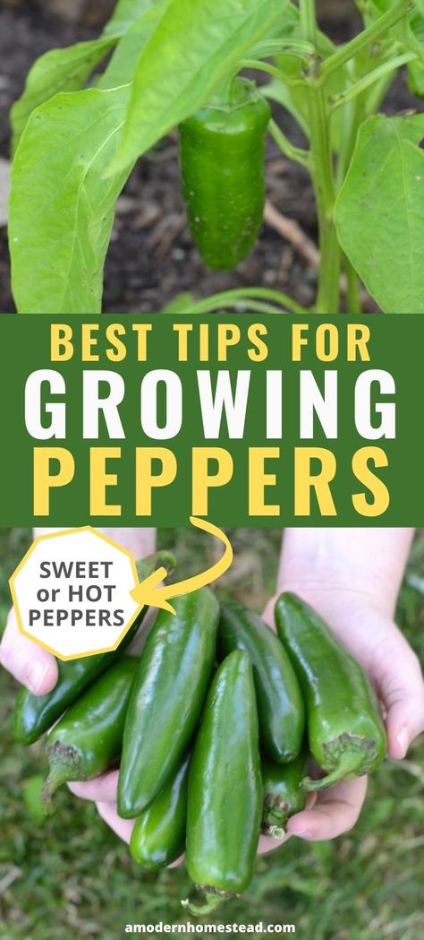 How To Grow Green Peppers, Growing Green Peppers, Grow Bell Peppers, Bell Pepper Plant, Growing Bell Peppers, Homestead Gardening, Growing Vegetables In Pots, Growing Peppers, Vegan Burrito