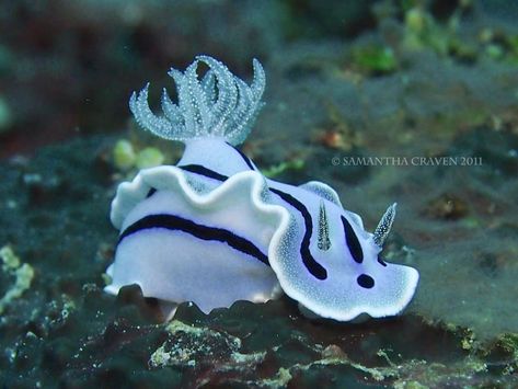 Chromodoris Willani Chromodoris Willani, Cool Sea Creatures, Sea Slugs, Water Drawing, Sea Snail, Muscle Contraction, Sea Slug, Marine Biologist, Marine Conservation