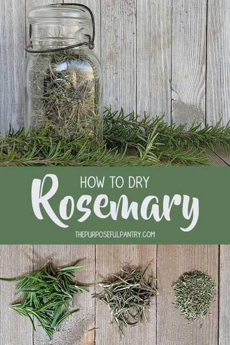 How to dehydrate rosemary with detailed instructions on conversion. #dehydrate #herbgarden #thepurposefulpantry How To Dehydrate Flowers, Dehydrate Rosemary, Dry Rosemary, Dehydrating Food Storage, Drying Fresh Herbs, Food Dehydration, Dried Rosemary, Preserving Herbs, Dehydrated Vegetables