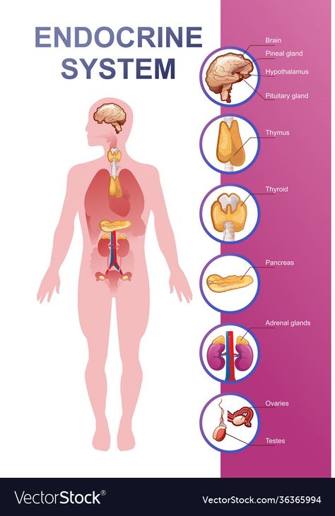 Human Endocrine System, Body Parts For Kids, Biology Projects, Pituitary Gland, Dark Underarms, Adrenal Glands, Thyroid Gland, Healthy Advice, Powerpoint Template Free