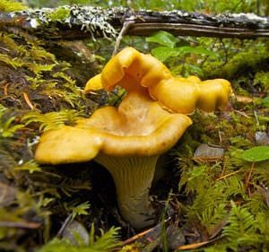 Beginner’s Guide to Mushroom Foraging in Oregon - Travel Oregon Chanterelle Mushroom Recipes, Sun And Shadow, Shadow Dance, Cauliflower Mushroom, Oregon State Parks, Travel Oregon, Mushroom Hunting, Edible Mushrooms, Fir Trees