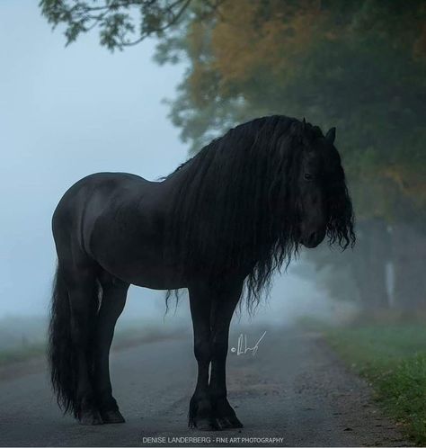 Friesian Stallion, Black Horses, Most Beautiful Horses, Friesian Horse, Majestic Horse, All The Pretty Horses, Horse Crazy, Cute Horses, Horse Life