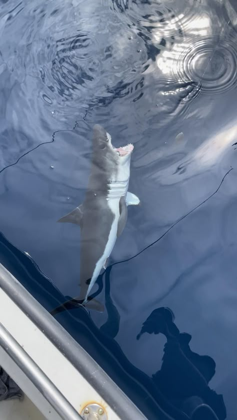 Baby salmon shark caught (accidentally) and released safely! Salmon Shark, Silly Shark, Silly Sharks, Shark Facts, Shark Pictures, Doodle Ideas, Marine Biology, Creature Feature, Silly Animals