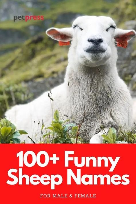 Sheep are emotionally complex animals, so it wouldn’t be rare to see if they make funny faces at times. So if you’re looking for funny sheep names for either male or female, then view our list of over 100 funny and punny name ideas for a sheep! Sheep Quote, Sheep Names, Pet Sheep, Funny Sheep, Make Funny Faces, Baby Sheep, Wooly Mammoth, Funny Names, Sheep And Lamb