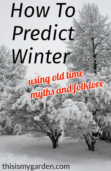 How to predict winter using old time myths and folklore.  #winter #myths #folklore #weather #predictwinter #caterpillar #squirrel #thisismygarden Weather Folklore, Southern Folklore, Old Wives Tale, Wives Tales, Weather Predictions, Weather Science, Weather Quotes, Weather Instruments, Old Farmers Almanac