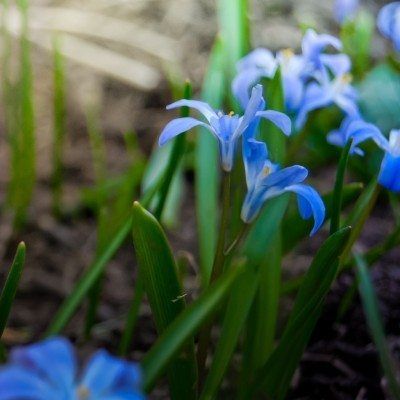 Siberian Squill, Scilla Siberica, Gardening Tattoo, Gardener Aesthetic, Plants Under Trees, Gardening Aesthetic, Garden Tattoo, Early Spring Flowers, Aesthetic Garden